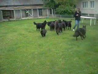 22 juin 2013 : Iron (collier rouge) dans la meute Uranides