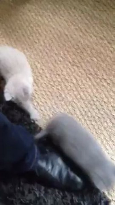 Les petits Chatons British Shorthair