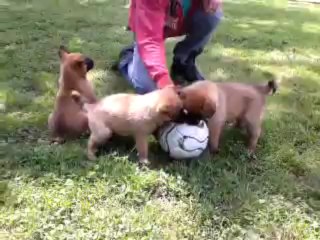 elevage crocs sentinelles