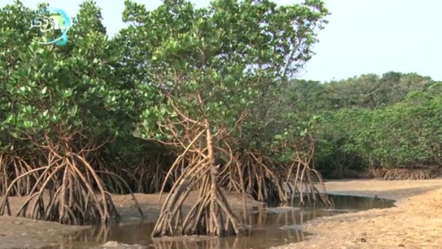 القصيدة الجميلة بك أستجيربصوت الشيخ عبدالواحد المغربي
