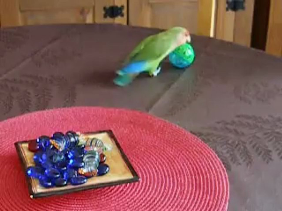 Vanille joue avec la balle