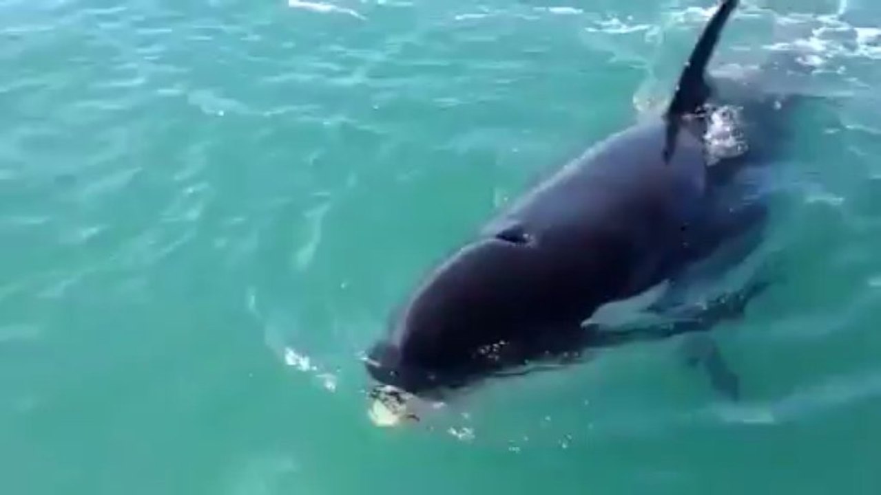 un orque vole un poisson