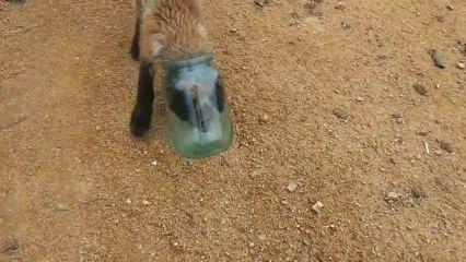 Un bébé renard demande de l'aide à des hommes