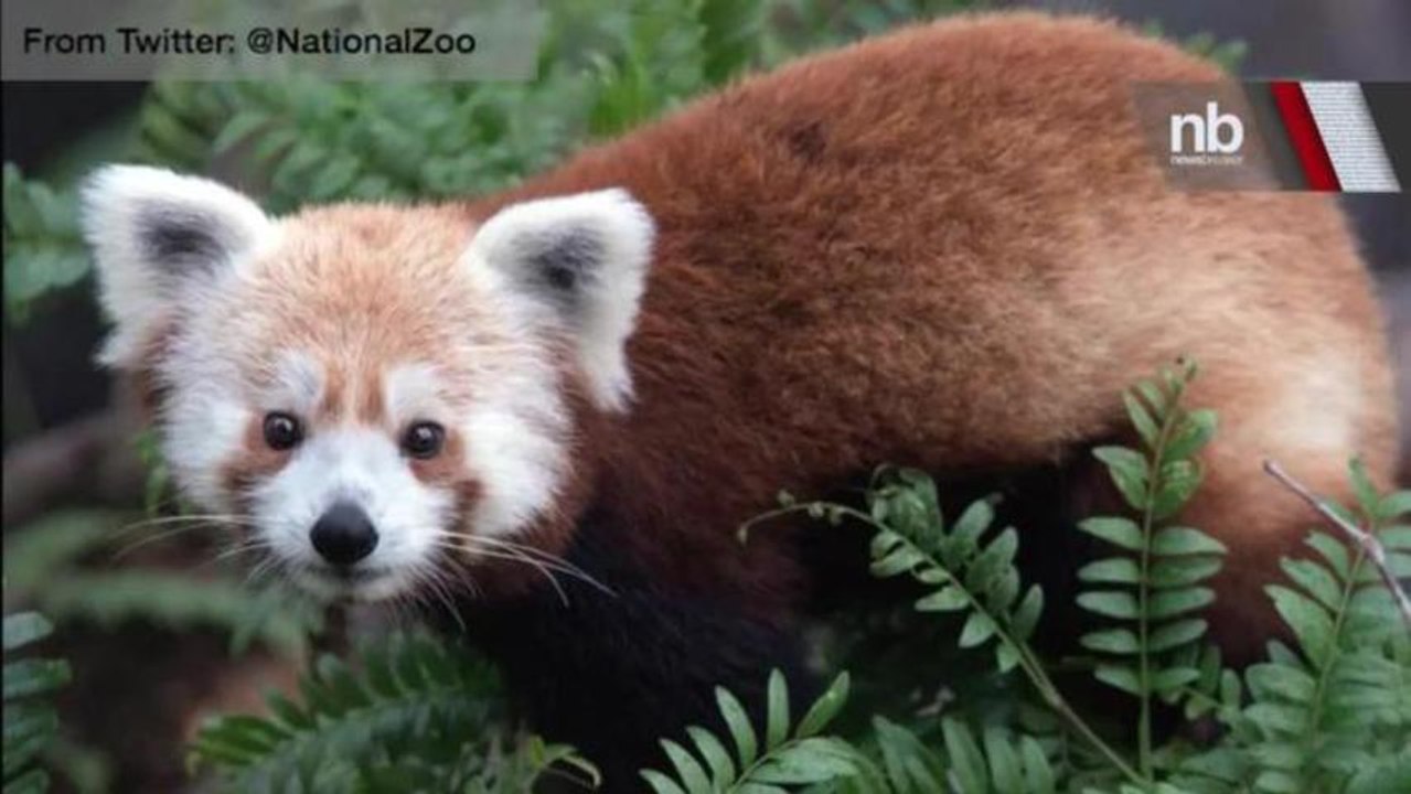 FINDING RUSTY: Rusty the Red Panda Who Vanished From National Zoo Found Safe