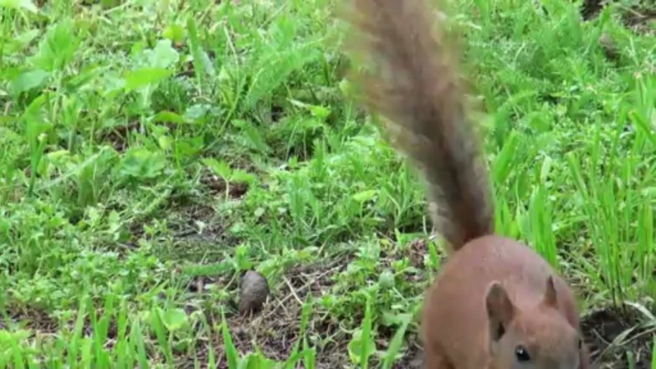 BEZ "DOTACJI" TZW. UNII EUROPEJSKIEJ I BEZ JEJ ROZDĘTEJ BIUROKRACJI PRZYRODA RADZI SOBIE SAMA.