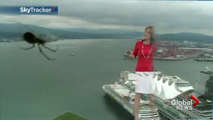 Une présentatrice effrayée par une araignée géante... Trop drôle!