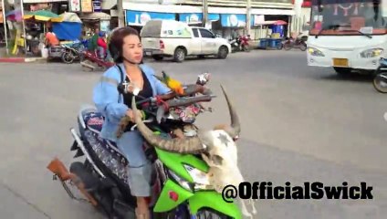 Des perroquets suivent un scooter et se posent sur le conducteur!