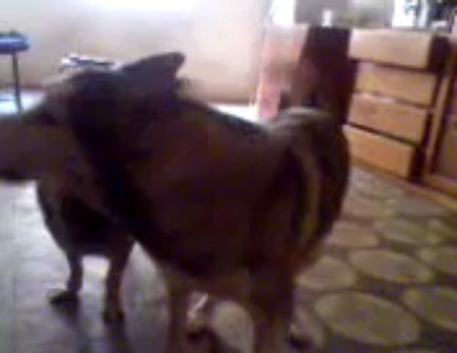 chaska y rambo 2