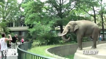 When Animals Attack Compilation - FailArmy