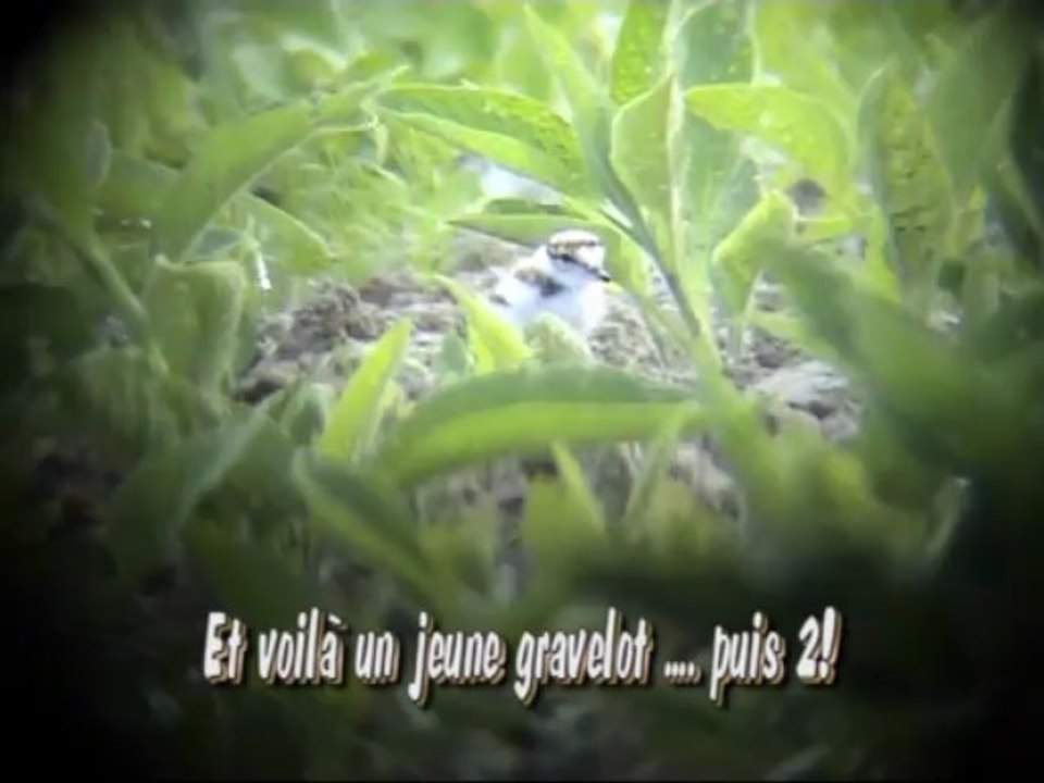 2 charadrius sous la mère - 23juin 2013 -