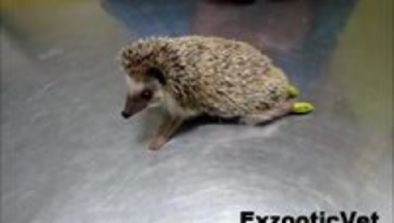 Paralyzed Hedgehog Gets A Wheelchair