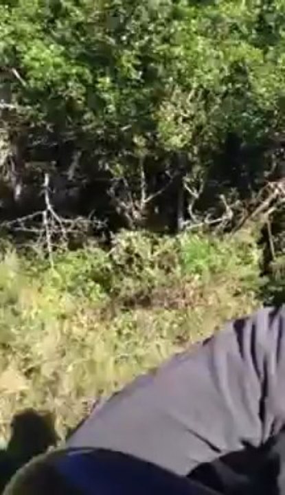 Coursés par une girafe