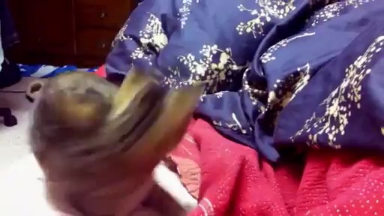 Cute kitten has endless fun chasing her tail