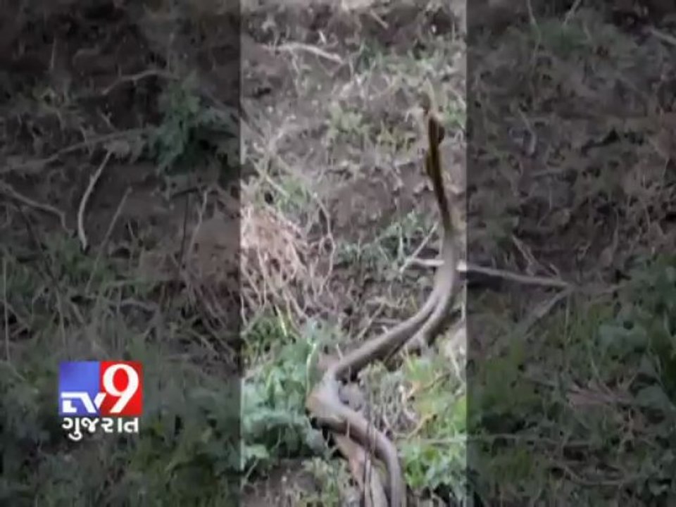 Tv9 Gujarat - Unseen Snake dance