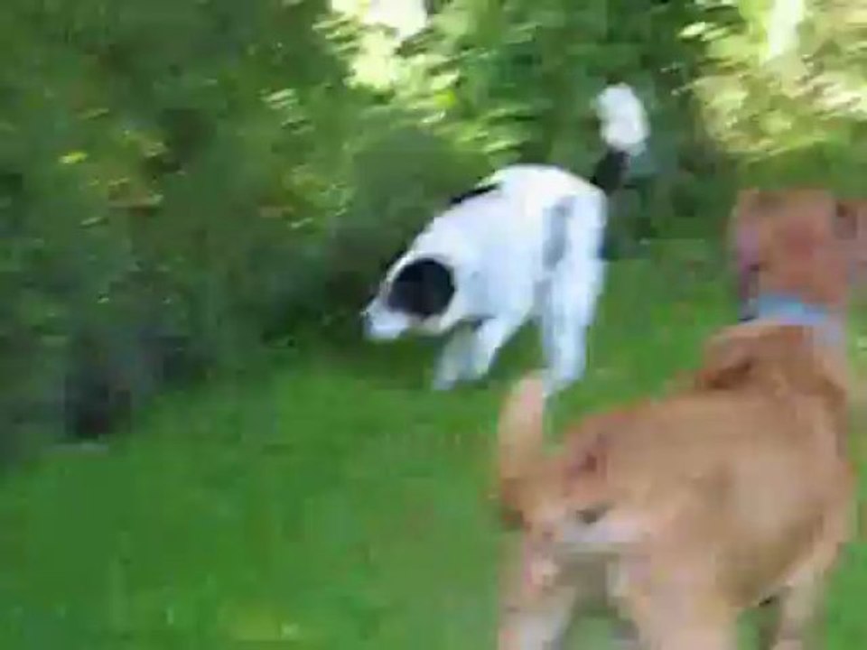 Zorro1