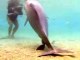 Naissance d'un dauphin