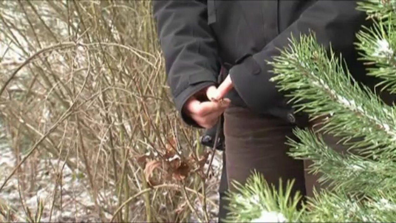 Les Piverts de l’environnement