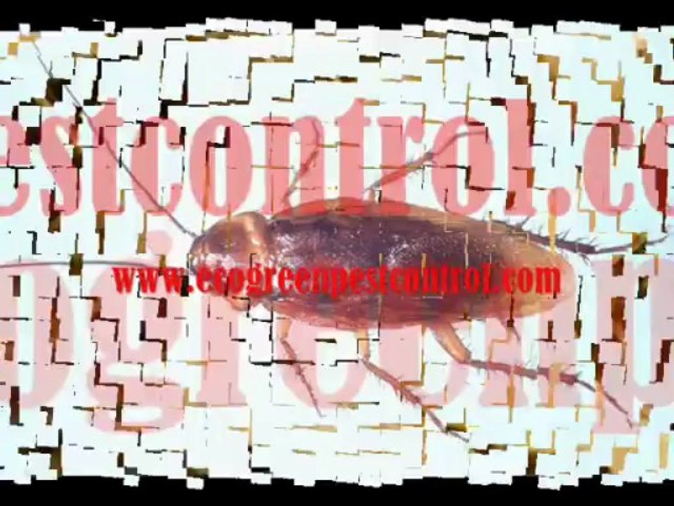 EcoGreen Pest Control - Premium Pest Management in Arizona