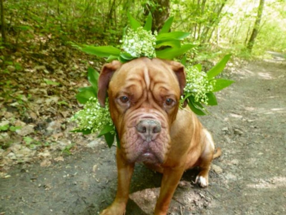 un hommage a notre caline