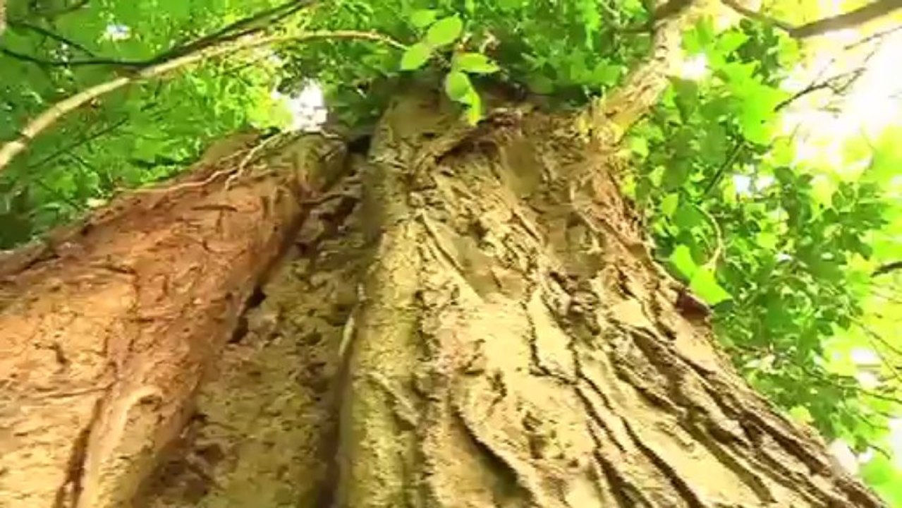 Les arbres remarquables dans le Bas-Rhin (CG67)