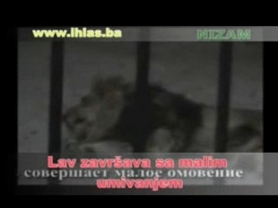 Un Lion Qui Dit Allah