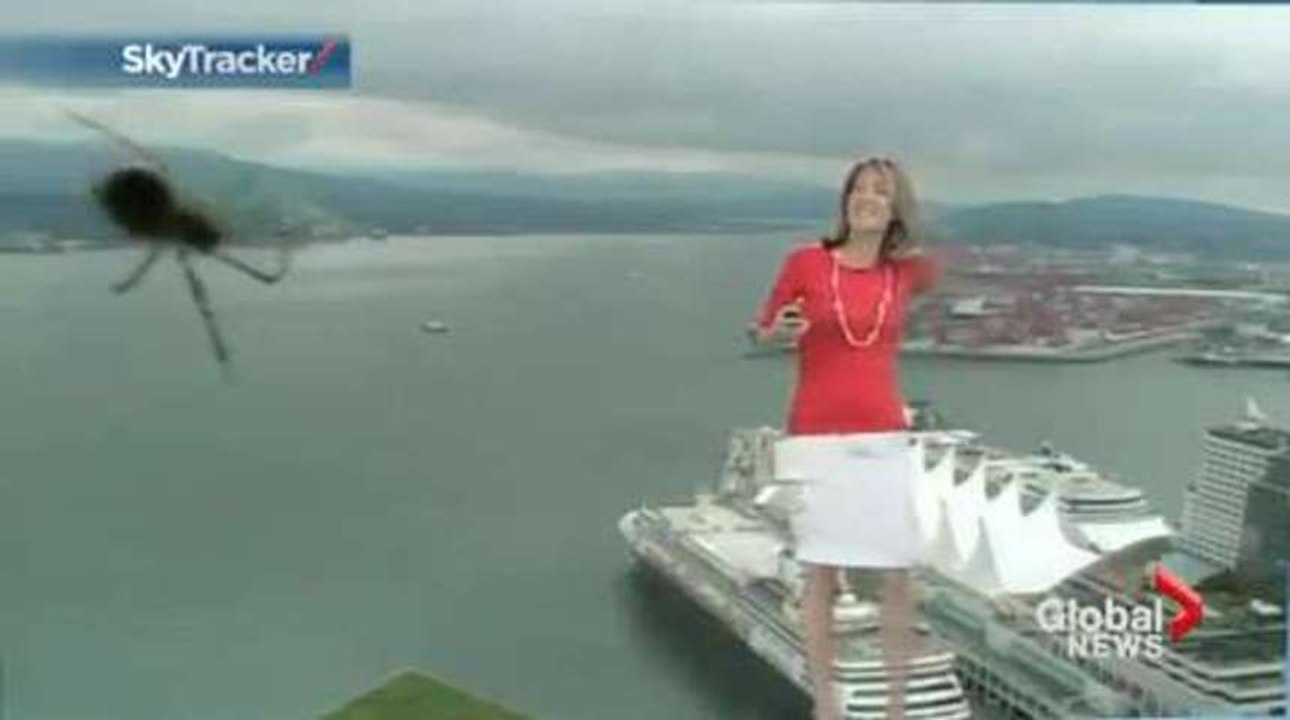 Une présentatrice météo terrorisée par une... araignée