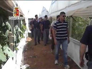 Niscemi (CL) - Scoperta piantagione di cannabis -1- (24.06.13)