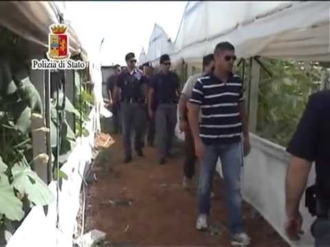 Niscemi (CL) - Scoperta piantagione di cannabis -1- (24.06.13)