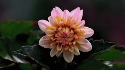 NOSTALGIA ❤ URODZINY IMIENINY GOSI PROMYK