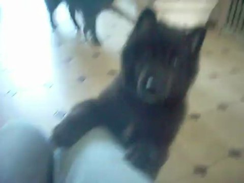 25 juin 2013 (9 semaines) : mâle rose à la porte (2ème phase)