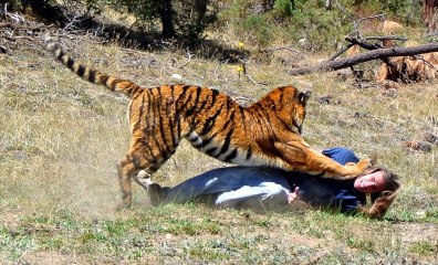 Tiger Attacks Man: Real Tiger Attack Stunt