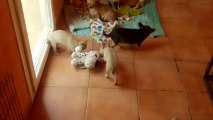 Les bébés chihuahuas 25 06 2013