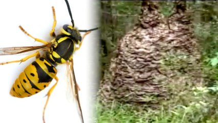 MASSIVE Yellow Jacket Nest Found in Florida
