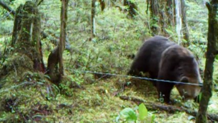 Secrets of our living  planet - The Magical Forest.