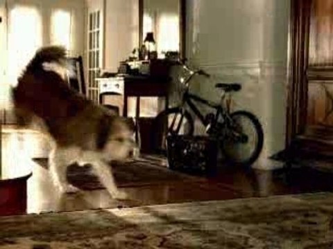 le chien meilleur ami de l'homme