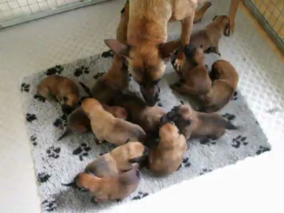Chiots berger belge malinois à 17 jours