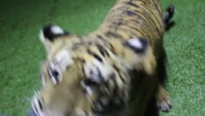 Un bébé tigre joue à 1, 2, 3 Soleil... Enorme!