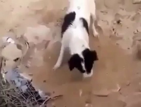 Anne Köpek Ölen Yavrusunu Toprağa Gömüyor