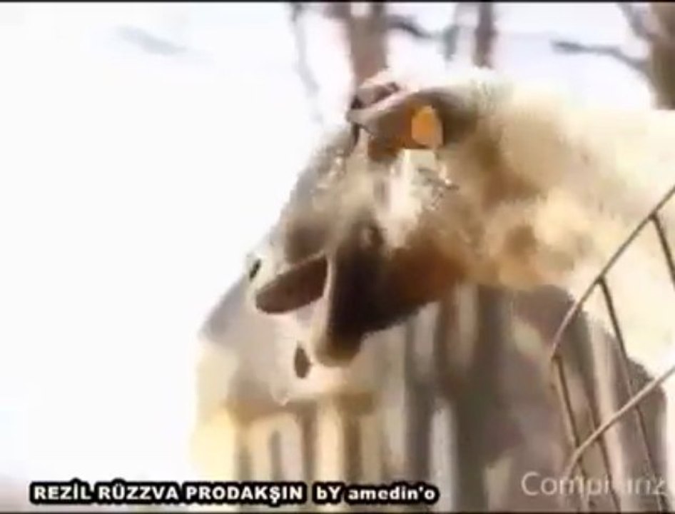 Hüloğğğ :):):) [HQ]