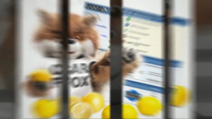 Find Vehicle History Report