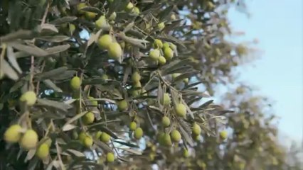 FR - L'Olivier d'Europe - Etape 5