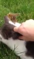 Man tells cat to 'be nice to the chipmunk' who then attacks