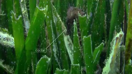 FR - L'Herbier de Posidonie - Etape 2