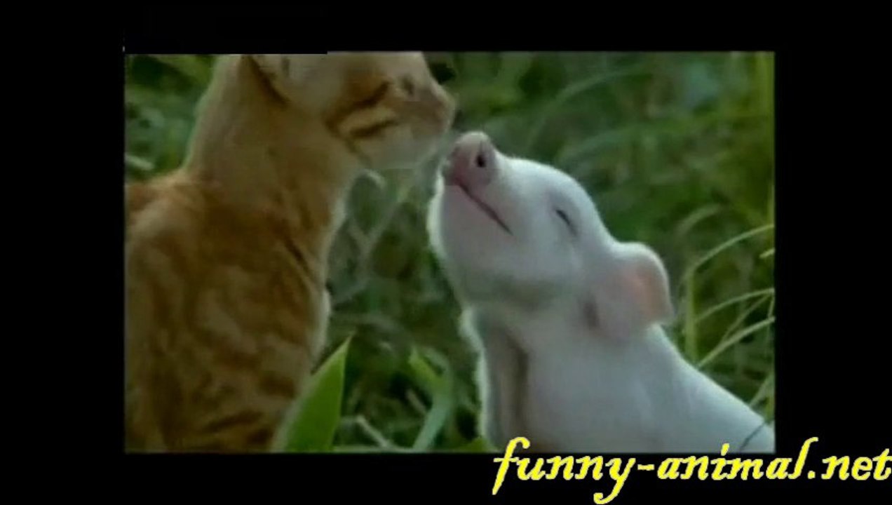 Cat fishing with tail 猫咪用尾巴钓鱼