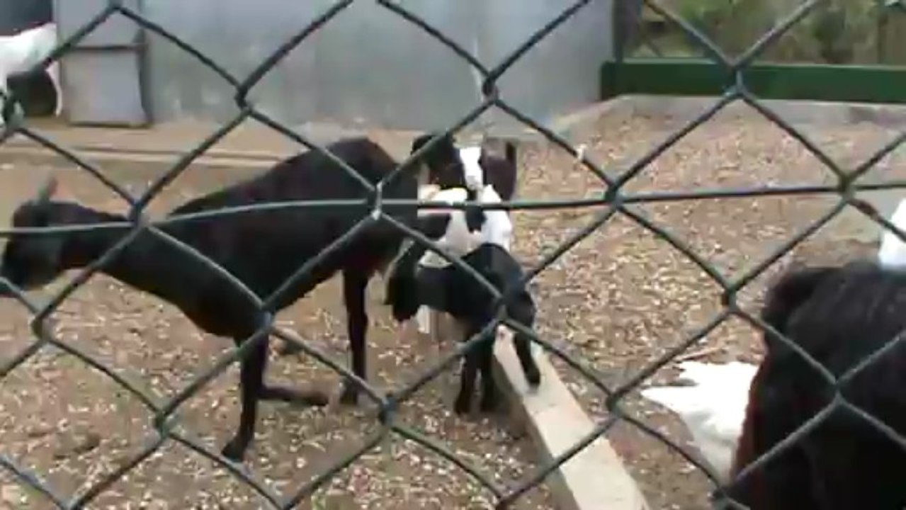 Mauritius Hotel Mauritius Maritim Mauritius Balaclava