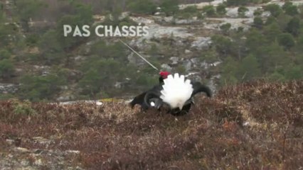 FR - Le Tétras-Lyre - Etape 16