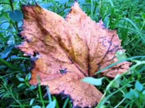 SEZEN . - Eylül Akşamları -