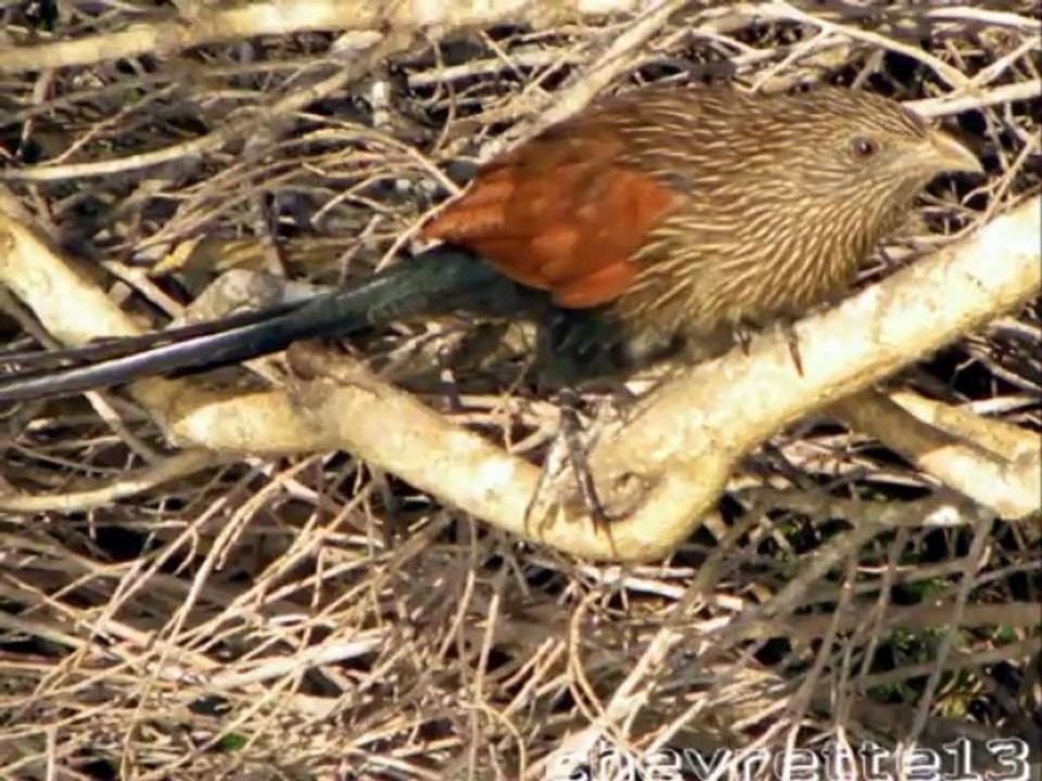 Tsiribihina 4 village