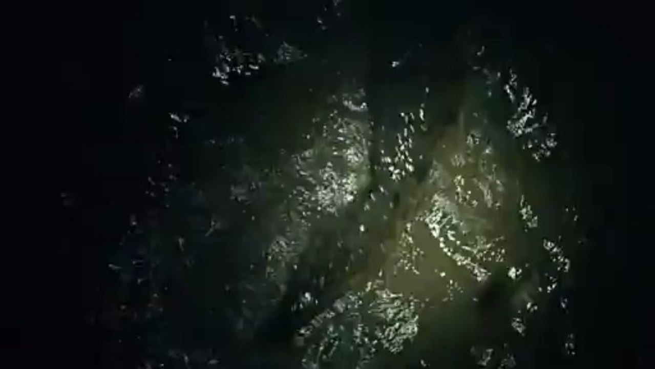 Caïman coupe le fil de pêche