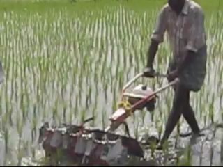 THREE ROW PADDY WEEDER